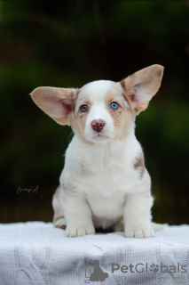 Photo №2 de l'annonce № 80013 de la vente  - acheter à Pologne annonce privée, de la fourrière