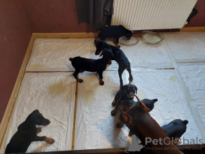 Photos supplémentaires: Vente de chiots Doberman pure race âgés de 2 mois.