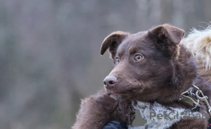 Photo №2 de l'annonce № 30273 de la vente chien bâtard - acheter à Fédération de Russie annonce privée