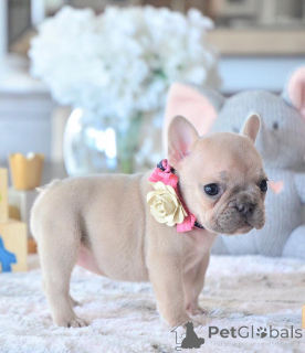 Photo №3. Magnifiques chiots bouledogue français Business Whatsapp 12295825241. La finlande