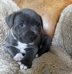 Photo №3. 7 KC Staffordshire Bull Terriers. Espagne