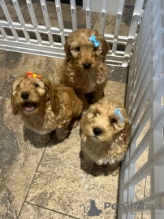 Photos supplémentaires: Chiots Cockapoo Chunky F2 de petite race