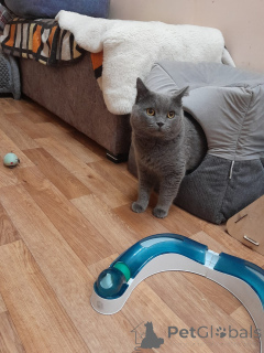 Photo №1. british shorthair - à vendre en ville de Balashikha | Gratuit | Annonce № 155968