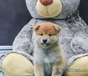 Photos supplémentaires: Chiots Shiba Inu