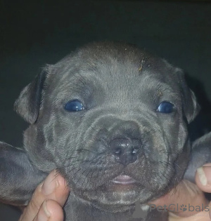 Photo №1. american pit bull terrier - à vendre en ville de Uden | négocié | Annonce №176228