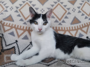 Photos supplémentaires: Chatons mignons de fille comme cadeau