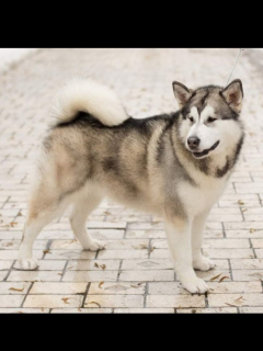 Photo №2 de l'annonce № 3014 de la vente malamute de l'alaska - acheter à Ukraine de la fourrière, éleveur