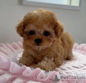 Photo №1. caniche royale - à vendre en ville de Alabama Shores | 425€ | Annonce №133704