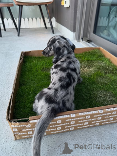 Photo №3. Mini chiot de teckel disponible disponible et ludique!. République Tchèque