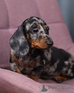 Photo №4. Je vais vendre chien bâtard en ville de Orlando. éleveur - prix - 744€