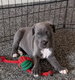 Photo №1. cane corso - à vendre en ville de Achaern | négocié | Annonce №173818