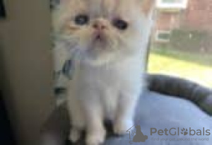 Photo №1. exotic shorthair - à vendre en ville de Tampere | Gratuit | Annonce № 128525