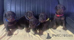 Photo №2 de l'annonce № 170570 de la vente dobermann - acheter à Italie éleveur