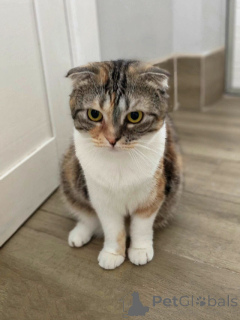 Photo №2 de l'annonce № 170251 de la vente scottish fold - acheter à Fédération de Russie annonce privée