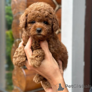 Photo №1. caniche (jouet) - à vendre en ville de Fracasse | 593€ | Annonce №167914