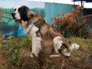 Photos supplémentaires: Chiots de chien de garde de Moscou