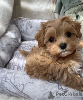 Photos supplémentaires: Chiots Maltipoo élevés dans une maison familiale