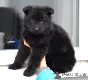 Photos supplémentaires: Chiot berger allemand, garçon aux cheveux longs noir, Champion du Monde