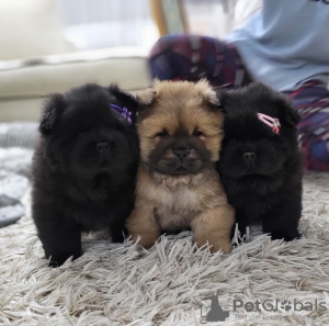 Photos supplémentaires: Chiots mâles Chow Chow à vendre !