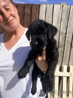 Photo №1. schnauzer géant - à vendre en ville de Dolenjske Toplice | négocié | Annonce №173093