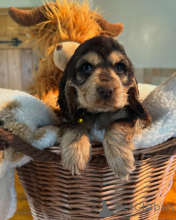 Photo №2 de l'annonce № 160768 de la vente cocker spaniel anglais - acheter à La finlande annonce privée