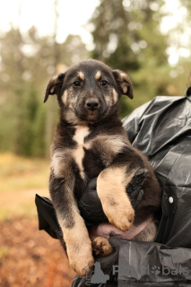 Photo №2 de l'annonce № 98972 de la vente chien bâtard - acheter à Fédération de Russie annonce privée