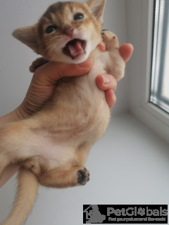 Photo №3. Chatons abyssiniens garçons et filles. Fédération de Russie