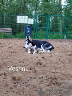 Photos supplémentaires: Husky sibérien. (Umma yeux célestes)