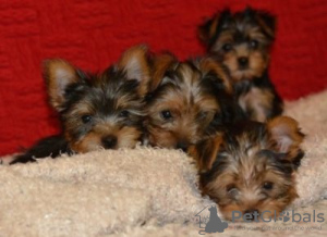 Photo №3. Petite tasse à thé noir/beige Yorkie. Allemagne