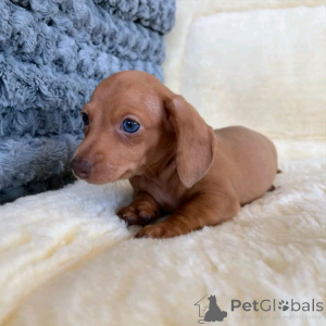 Photo №1. teckel - à vendre en ville de Berlin | 300€ | Annonce №137131