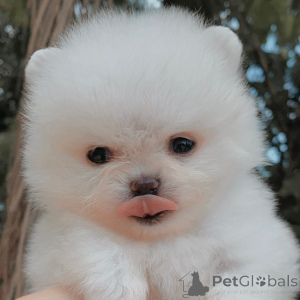 Photo №3. Adorable chiot Spitz allemand à vendre duvelu, doux et plein d'amour. Allemagne