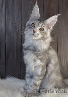 Photo №2 de l'annonce № 163668 de la vente maine coon - acheter à Allemagne éleveur