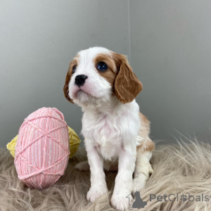 Photo №2 de l'annonce № 159304 de la vente cavalier king charles spaniel - acheter à Allemagne annonce privée