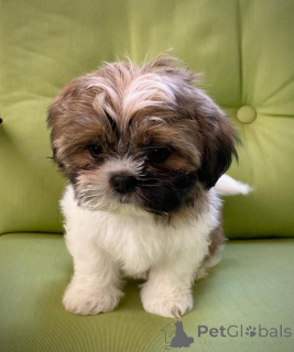 Photo №3. Chiots Shih Tzu mâles et femelles disponibles. La finlande