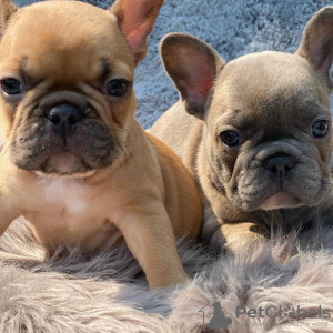 Photo №1. bouledogue - à vendre en ville de Гамбург | 331€ | Annonce №44531