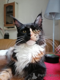 Photo №2 de l'annonce № 138041 de la vente maine coon - acheter à Espagne annonce privée