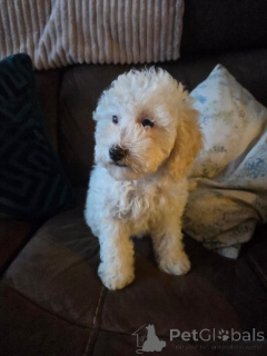 Photo №4. Je vais vendre cavalier king charles spaniel en ville de Arnsberg. éleveur - prix - 400€