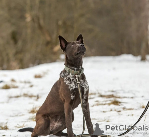 Photo №2 de l'annonce № 133500 de la vente  - acheter à Fédération de Russie annonce privée