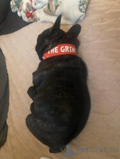 Photo №1. bouledogue - à vendre en ville de Ramstein-Miesenbach | 560€ | Annonce №166053