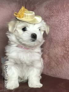 Photos supplémentaires: Les chiots les plus mignons