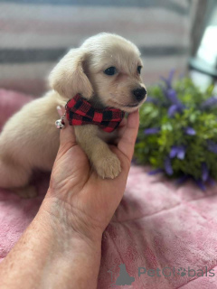 Photo №4. Je vais vendre teckel en ville de Cracovie. éleveur - prix - négocié