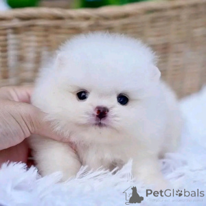 Photo №1.  - à vendre en ville de JINDRICHUV HRADEC | négocié | Annonce №161929