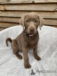 Photo №2 de l'annonce № 165309 de la vente labrador retriever - acheter à France éleveur