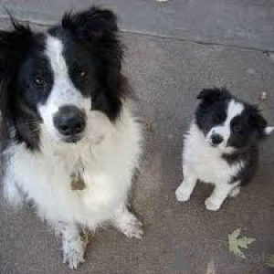 Photo №1. border collie - à vendre en ville de Lisbonne | 700€ | Annonce №165971