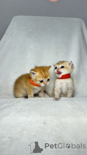 Photo №3. BRC pour les ventes de chatons. Ouzbekistan