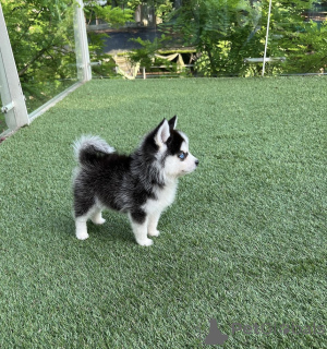 Photo №3. Minuscules chiots Pomsky à vendre. Allemagne
