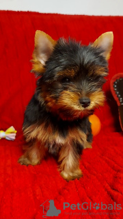 Photos supplémentaires: Chiots yorkshire terrier à vendre