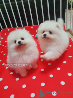 Photo №3. Spitz poméranien blanc, chiots moelleux à vendre, avec documents.. Georgia