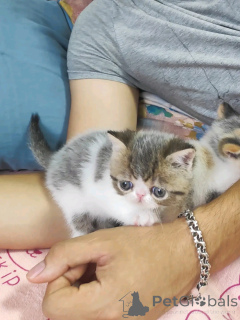 Photo №3. Himalaya-Kätzchen Bereit Für Rehoming. Allemagne