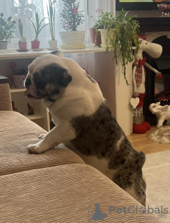 Photo №1.  - à vendre en ville de Minsk | négocié | Annonce №40330